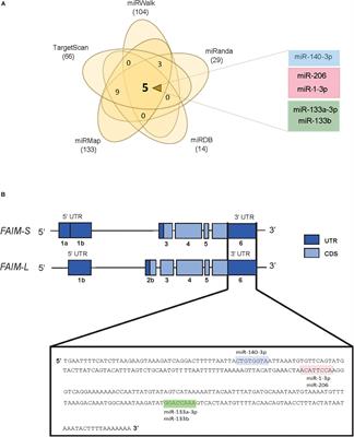 FAIM Is Regulated by MiR-206, MiR-1-3p and MiR-133b